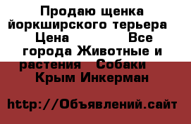Продаю щенка йоркширского терьера  › Цена ­ 20 000 - Все города Животные и растения » Собаки   . Крым,Инкерман